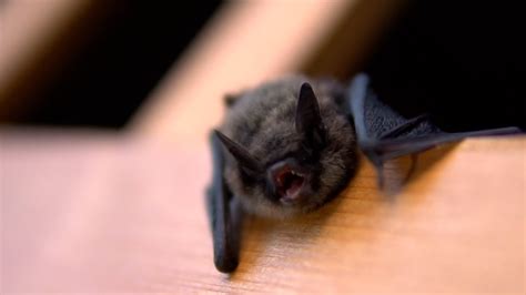 mayo clinic rabies|Mayo Clinic Minute What you should know about bats and rabies.